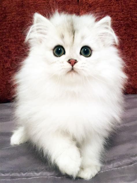 Persian Kitty